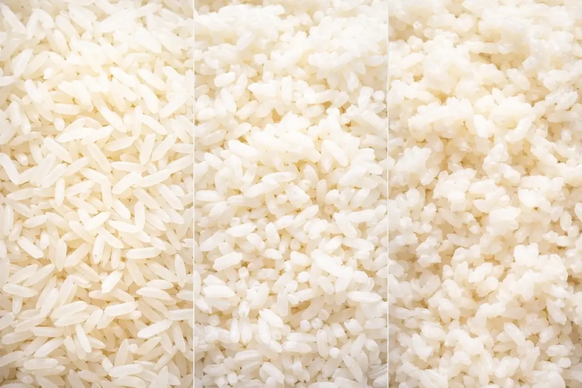 اختلاف قوام الأرز بعد الطهي بين المفلفل والمتماسك والمهروس