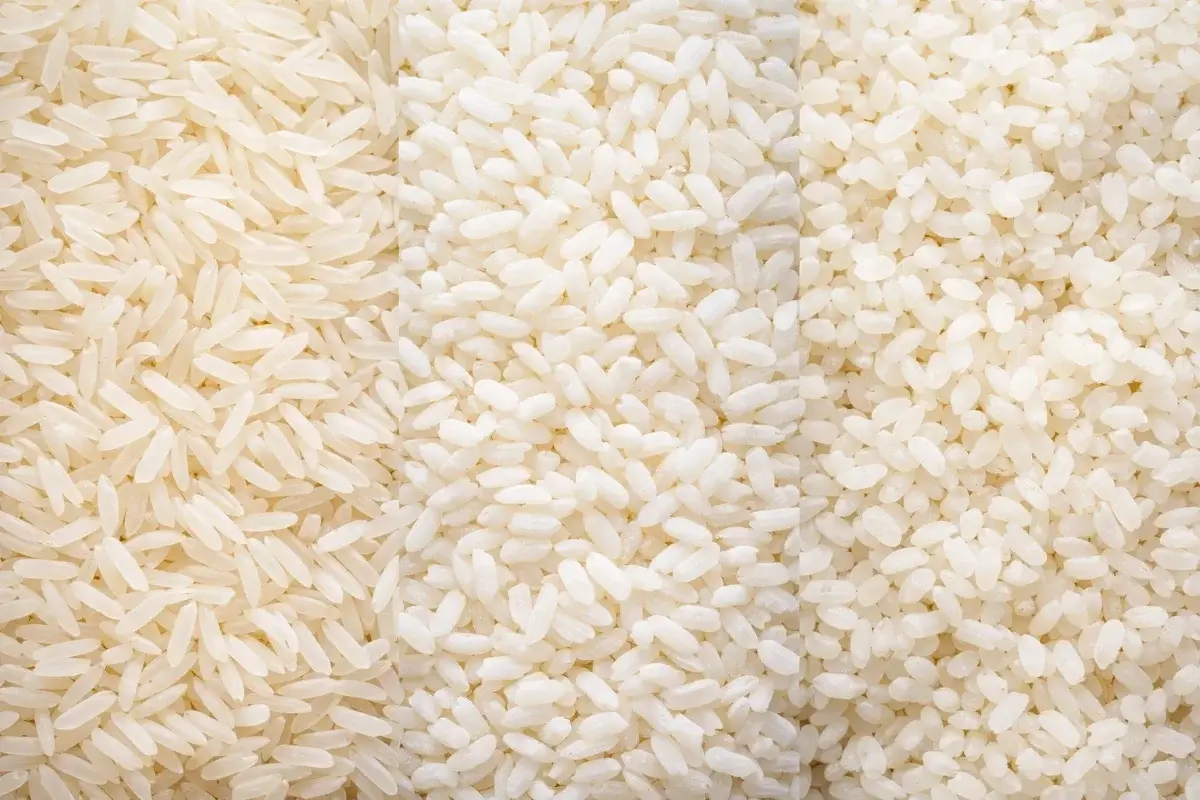 مقارنة بصرية بين أنواع الأرز طويل الحبة ومتوسط الحبة من حيث الشكل والحجم